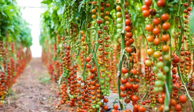 томатные растения в теплице